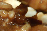 �K�X�g 2�퓤�̉������J���[