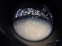 �K�X�g ���X�J�c��