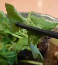 �K�X�g�@�p�N�`�[