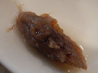 �K�X�g �Q�{��