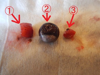 �K�X�g �`���R���[�g�p�t�F