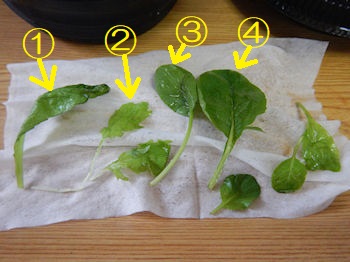 �K�X�g �g�}�g���