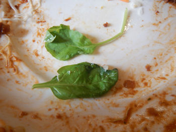 �K�X�g �h���C�J���[