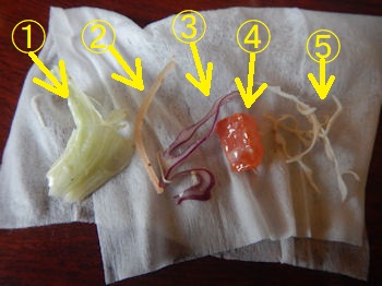 �K�X�g �h���C�J���[