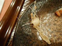 �K�X�g �č�����H