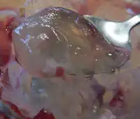 �K�X�g �[���[