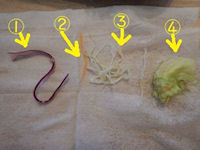 �K�X�g �J�L�t���C