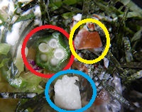 �K�X�g �˂΂Ƃ�T���_���ǂ�Ǝ�{�O������`�ÂƂ�_��