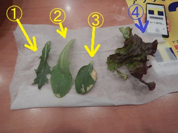 ガスト いろいろ野菜のミックスサラダ