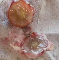 �K�X�g �Ԃǂ��ƃ}�X�J���|�[�l&�}�����N���[���̃p���P�[�L