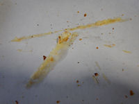 �K�X�g �x�[�R���|�e�g�O���^���s�U