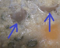 �K�X�g �G��