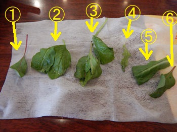 �K�X�g �T�[�����Ƃ��ɂ̋���N���[���X�p�Q�e�B