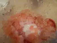 �K�X�g�@�����X