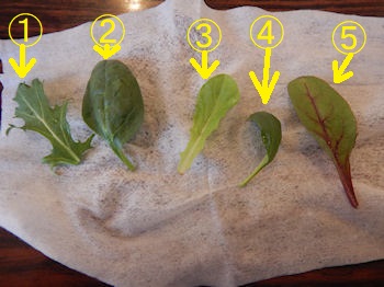 ガスト 海老といかのシーフードサラダ