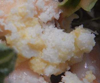 �K�X�g �C�V�Ƃ����̃V�[�t�[�h�T���_